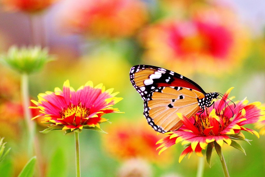 Image d'un papillon et des fleurs