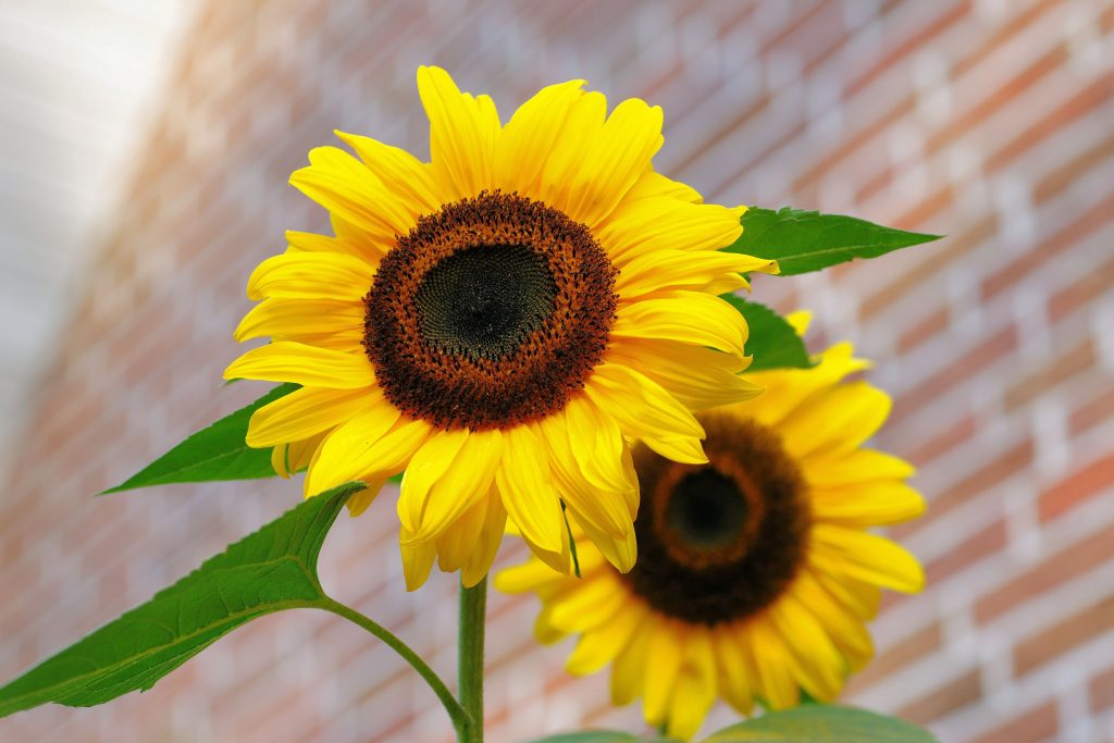 Deux fleurs de tournesol