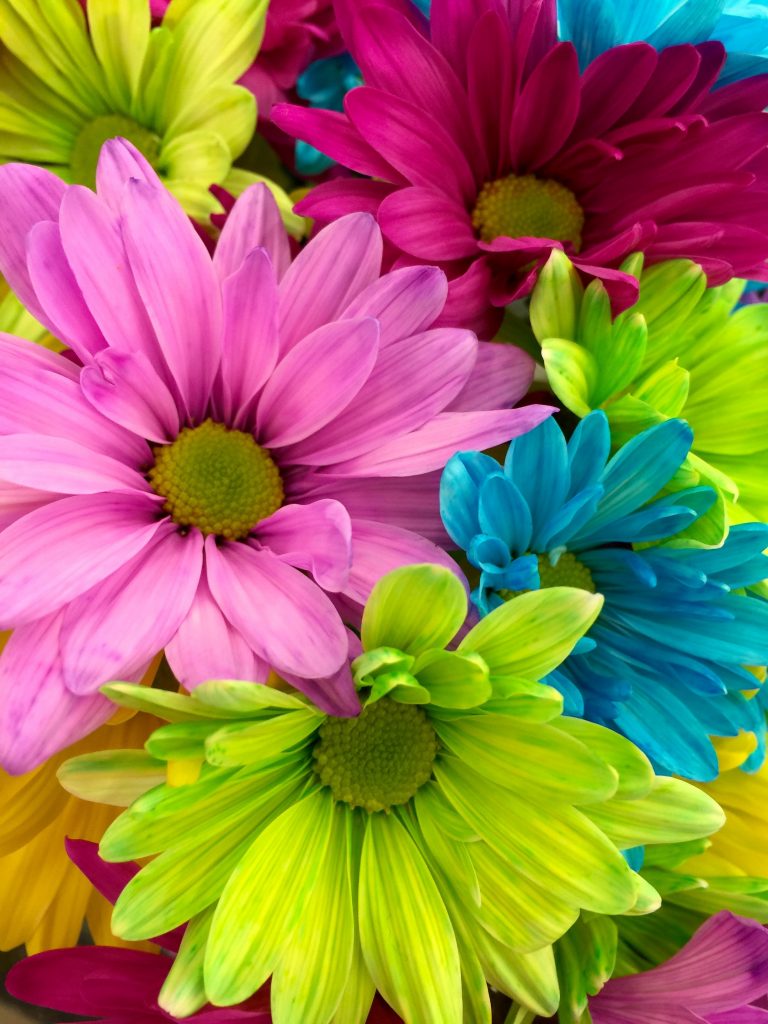 Plusieurs fleurs colorées