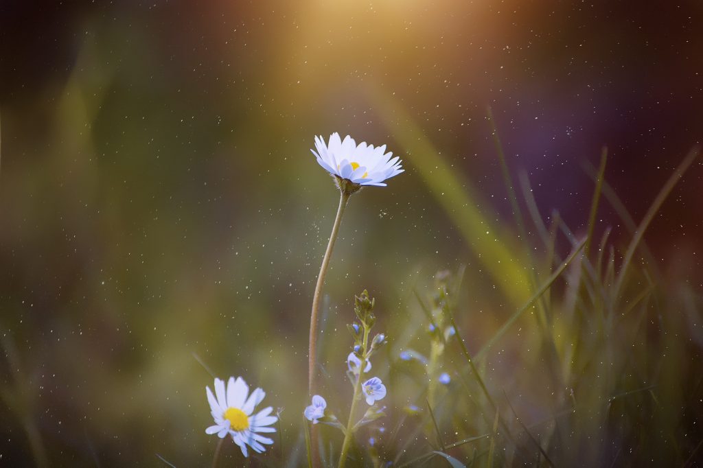 Deux petites fleurs blanches